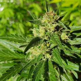Auto Bubble - FEMALE SEEDS | TanieSianie.pl