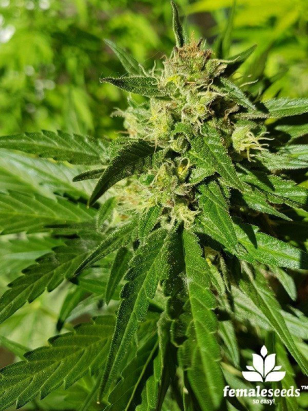 Auto Bubble - FEMALE SEEDS | TanieSianie.pl