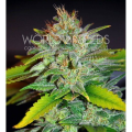Skunk 47 - WORLD OF SEEDS