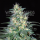 South African Kwazulu - WORLD OF SEEDS | TanieSianie.pl