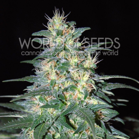 South African Kwazulu - WORLD OF SEEDS | TanieSianie.pl
