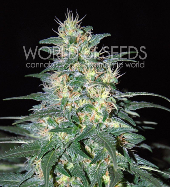 South African Kwazulu - WORLD OF SEEDS | TanieSianie.pl