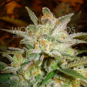 Star 47 - WORLD OF SEEDS | TanieSianie.pl