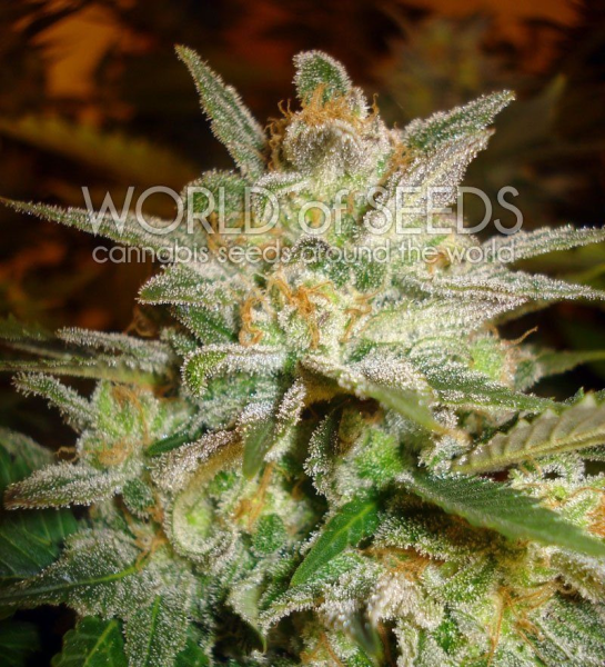 Star 47 - WORLD OF SEEDS | TanieSianie.pl
