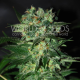 Stoned Inmaculate - WORLD OF SEEDS | TanieSianie.pl