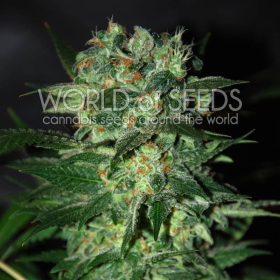 Stoned Inmaculate - WORLD OF SEEDS | TanieSianie.pl