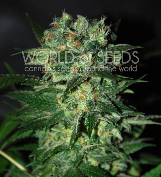 Stoned Inmaculate - WORLD OF SEEDS | TanieSianie.pl