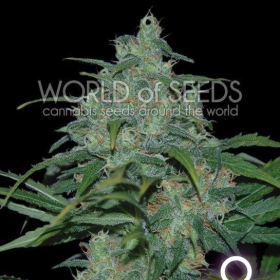 Wild Thailand - WORLD OF SEEDS | TanieSianie.pl