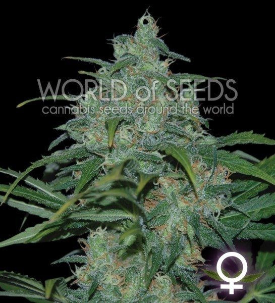 Wild Thailand - WORLD OF SEEDS | TanieSianie.pl