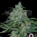 Wild Thailand - WORLD OF SEEDS