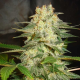 Afghan Kush Ryder - WORLD OF SEEDS | TanieSianie.pl