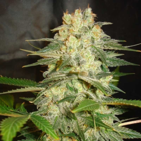 Afghan Kush Ryder - WORLD OF SEEDS | TanieSianie.pl