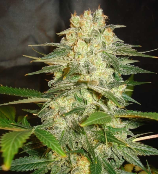 Afghan Kush Ryder - WORLD OF SEEDS | TanieSianie.pl