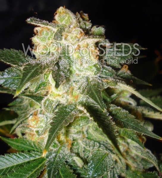 Pakistan Ryder - WORLD OF SEEDS | TanieSianie.pl
