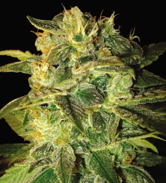Sugar Mango Ryder - WORLD OF SEEDS | TanieSianie.pl