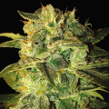 Sugar Mango Ryder - WORLD OF SEEDS