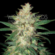 Sweet Coffee Ryder - WORLD OF SEEDS | TanieSianie.pl