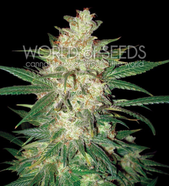Sweet Coffee Ryder - WORLD OF SEEDS | TanieSianie.pl