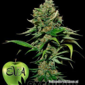 Excalibur - EVA SEEDS | TanieSianie.pl