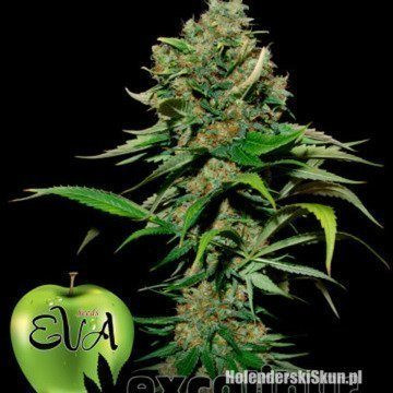 Excalibur - EVA SEEDS | TanieSianie.pl