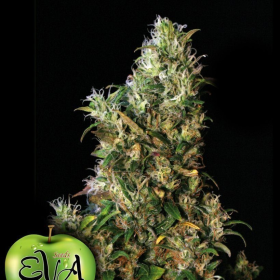High Level - EVA SEEDS | TanieSianie.pl