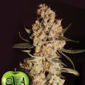 Jamaican Dream - EVA SEEDS | TanieSianie.pl
