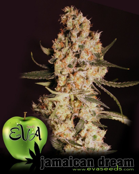 Jamaican Dream - EVA SEEDS | TanieSianie.pl