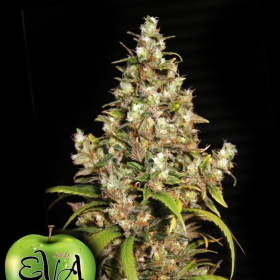 Monster - EVA SEEDS | TanieSianie.pl