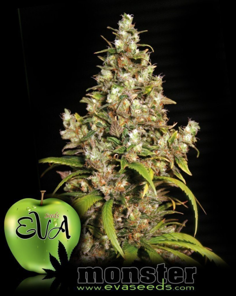 Monster - EVA SEEDS | TanieSianie.pl
