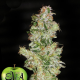 Nexus - EVA SEEDS | TanieSianie.pl