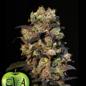 Pink Plant - EVA SEEDS | TanieSianie.pl