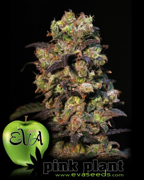 Pink Plant - EVA SEEDS | TanieSianie.pl