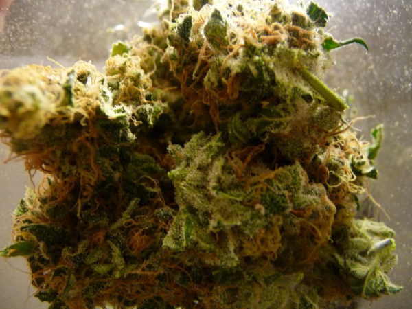 Auto Critical - FEMALE SEEDS | TanieSianie.pl