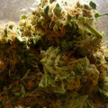Auto Critical - FEMALE SEEDS