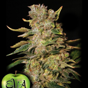 TNT Kush - EVA SEEDS | TanieSianie.pl