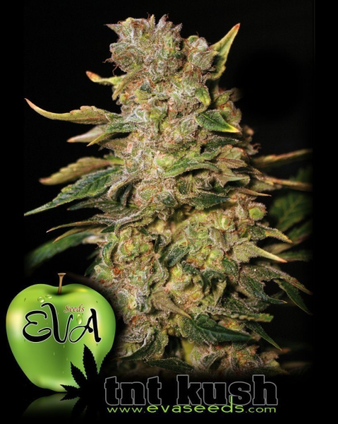 TNT Kush - EVA SEEDS | TanieSianie.pl