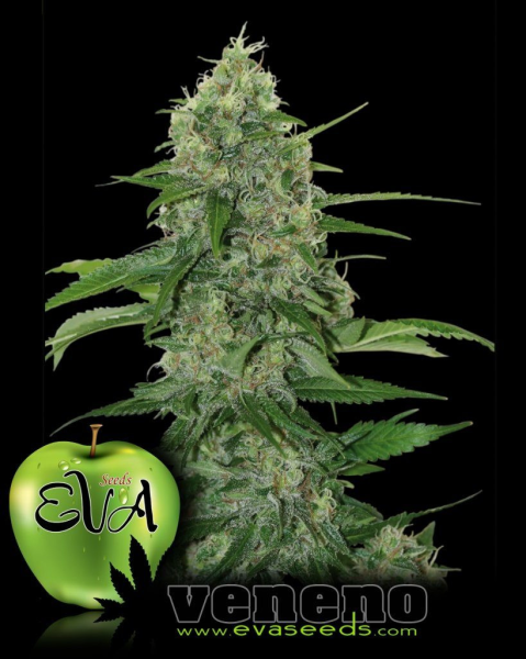 Veneno - EVA SEEDS | TanieSianie.pl