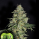 White Dragon - EVA SEEDS | TanieSianie.pl