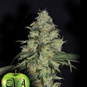 White Dragon - EVA SEEDS | TanieSianie.pl