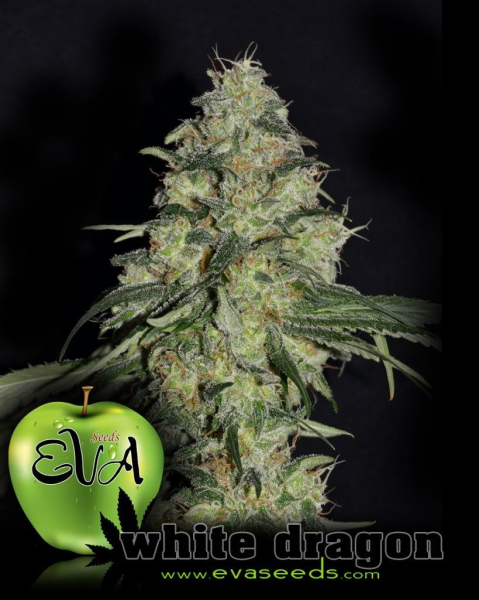 White Dragon - EVA SEEDS | TanieSianie.pl