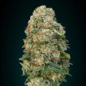 Afghan Skunk - ADVANCED SEEDS | TanieSianie.pl