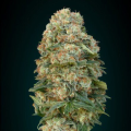 Afghan Skunk - ADVANCED SEEDS