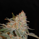 Black Diesel - ADVANCED SEEDS | TanieSianie.pl