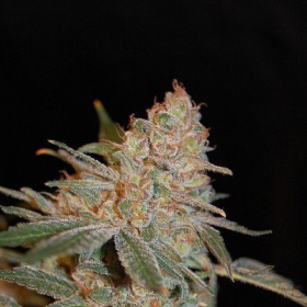 Black Diesel - ADVANCED SEEDS | TanieSianie.pl