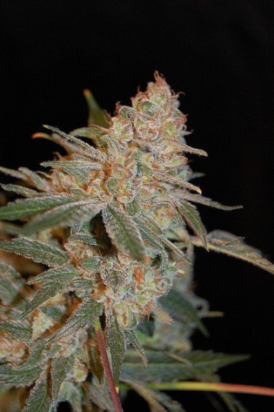 Black Diesel - ADVANCED SEEDS | TanieSianie.pl