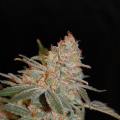 Black Diesel - ADVANCED SEEDS