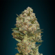 Critical - ADVANCED SEEDS | TanieSianie.pl