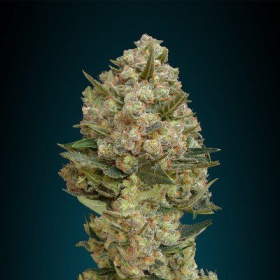 Critical - ADVANCED SEEDS | TanieSianie.pl