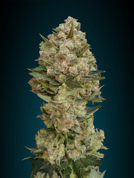 Critical - ADVANCED SEEDS | TanieSianie.pl