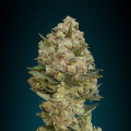 Critical - ADVANCED SEEDS